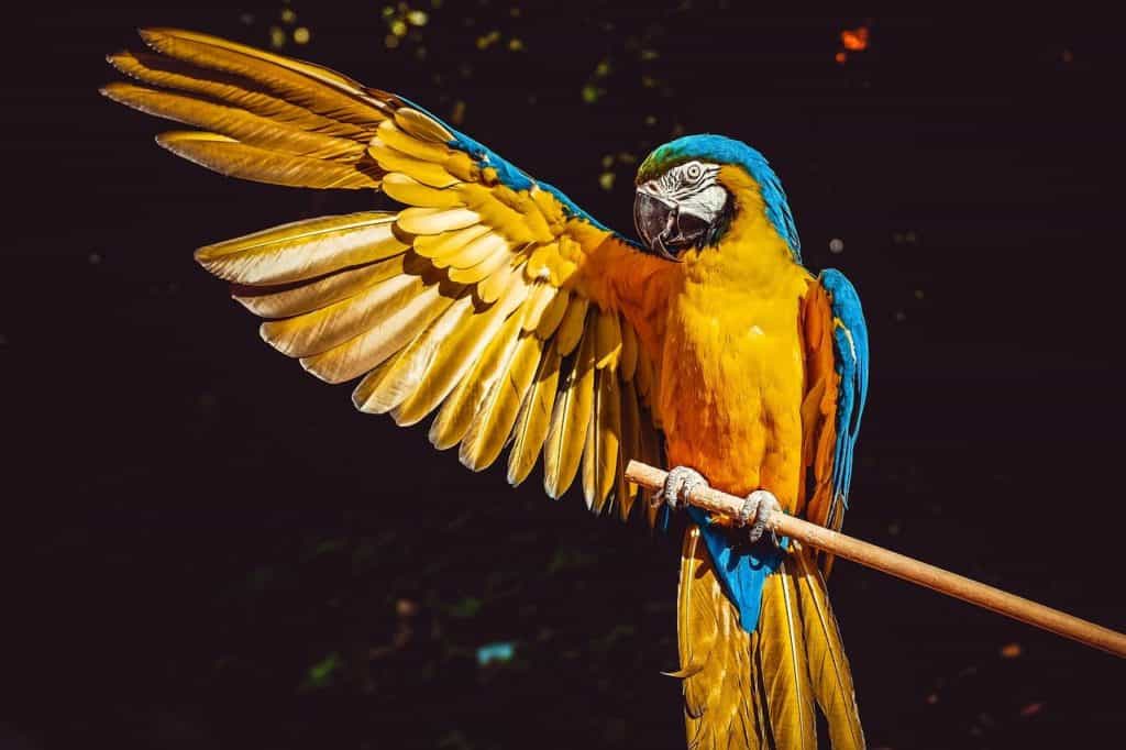Parrots